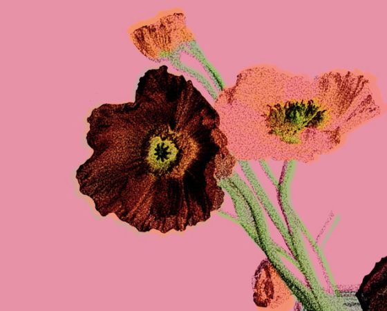 Discover: Rats-Tails - Flowers